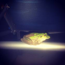 smlfrog